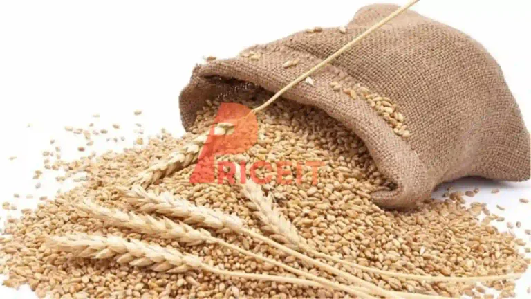 Wheat Price in Pakistan