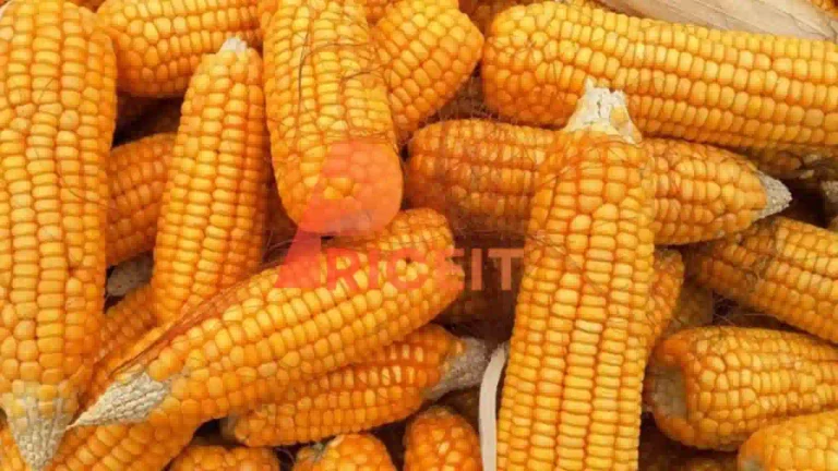 Maize Price in Pakistan
