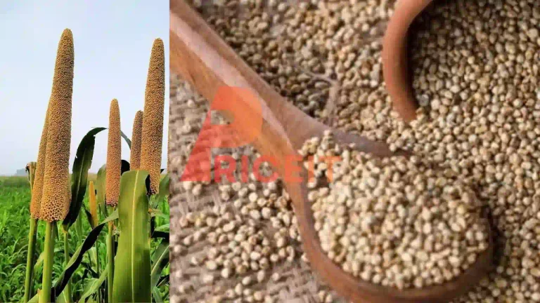 Bajra Price in Pakistan