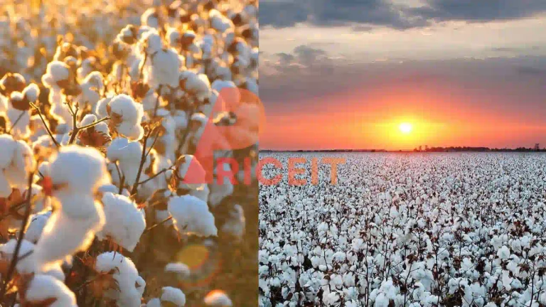 Cotton Price in Pakistan