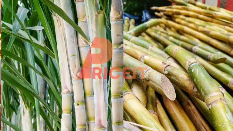 Sugarcane Price in Pakistan