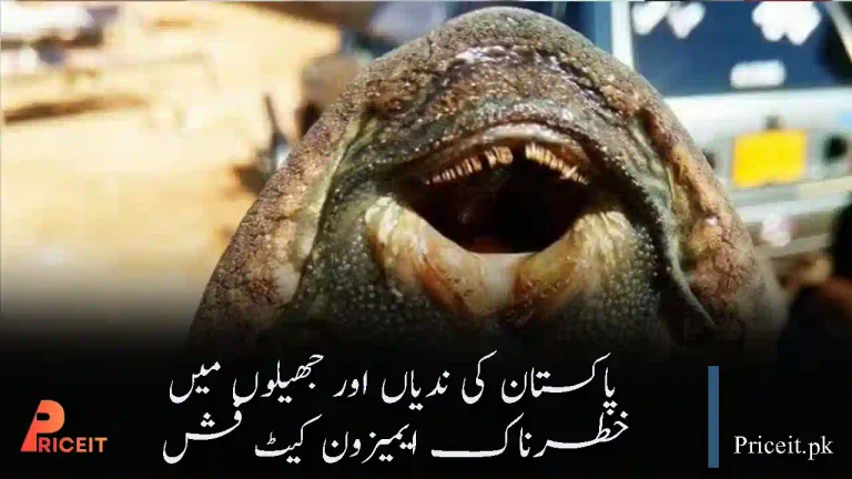 Dangerous Amazon Catfish Found in Pakistan Rivers and Lakes